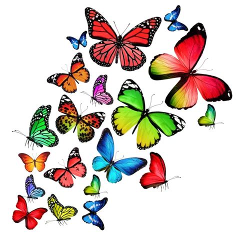 Many Different Butterflies Isolated On White Background Stock Photo By