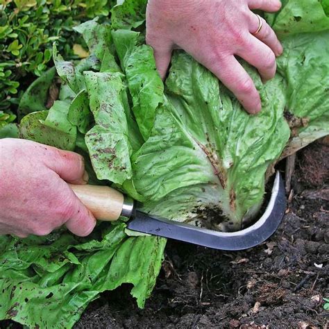 Buy Vegetable Harvesting Knives — The Worm That Turned Revitalising
