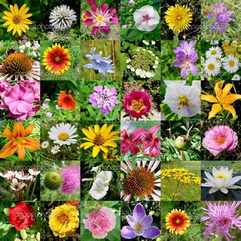 Different Flowers Wallpapers 1024 X 1024 Flower Wallpaper