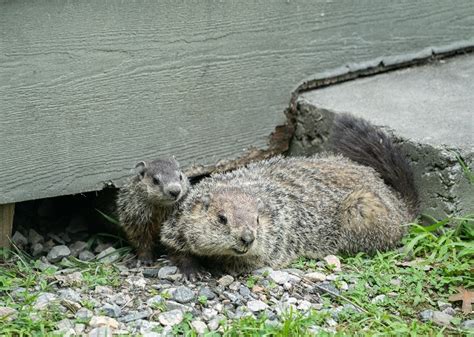 10 Great Ways To Keep Groundhogs From Digging Under Your Shed 062023