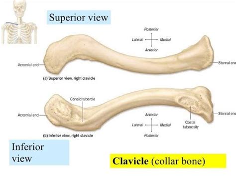 Clavicle Anatomy Bone Explanation Muscles Attachments YouTube