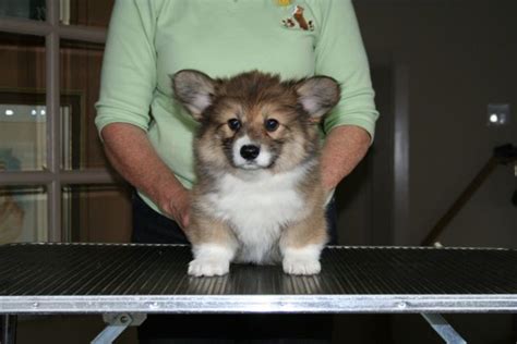 Our Baby 8 Week Old Fluffy Pembroke Welsh Corgi From Curig Corgis Poppy