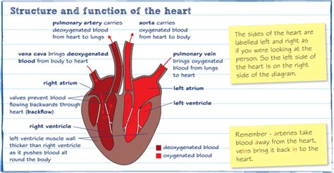Circulatory System Heart Diagram Gcse Diagramaica Images And Photos