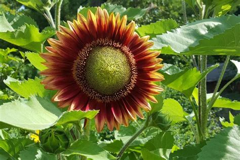 Sunflowers How To Plant Grow And Care For Sunflower Plants The Old
