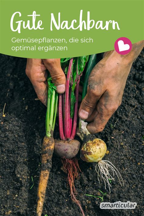 Pflanze gute nachbarn schlechte nachbarn buschbohnen bohnenkraut, erdbeeren, gurken, kartoffeln, kohlarten, kohlrabi, kopfsalat, pflücksalat, rote bete, sellerie. Gute Nachbarn im Gemüsebeet: Diese Pflanzen ergänzen sich ...