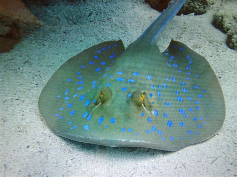 무료 이미지 자연 홍어 다이빙 푸른 물고기 이집트 동물 수중 세계 해양 생물학 연골 어류 광선과 스케이트