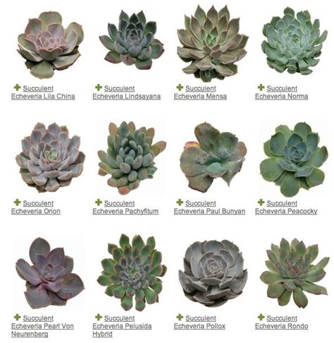 Succulent Echeveria Variety Guide Suculentas Tipos De Plantas