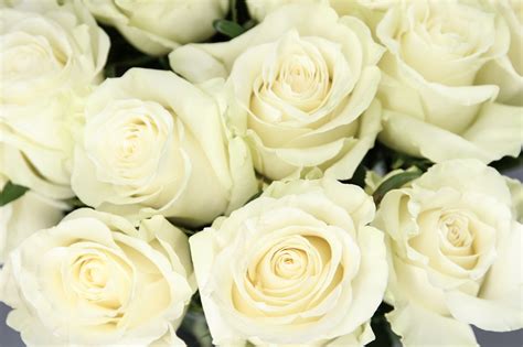 Rosa Mondial ️ Variedades De Rosas Blancas