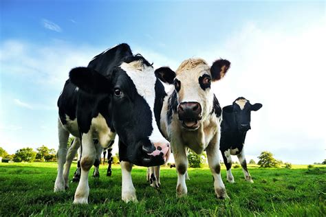 Thanks to genetic manipulation and intensive production technologies, each cow. Feeding dairy cows fat - is it cost-effective