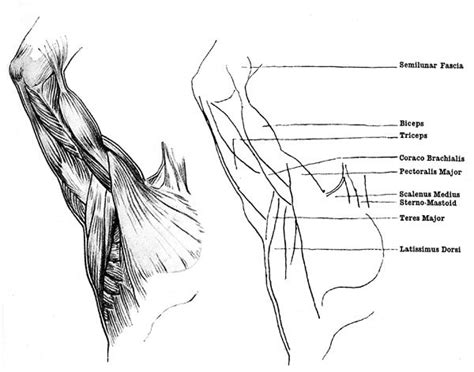 Armpit Anatomy
