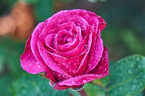 Rose Blossom Bloom Free Photo On Pixabay