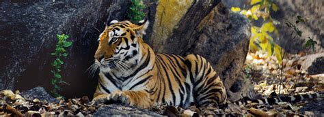 Tigers Endangered Species Facts Info And More Wwfca