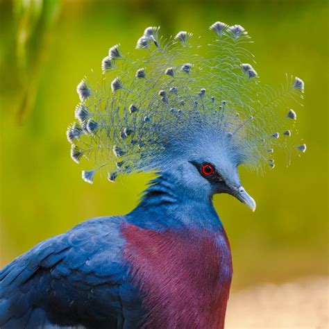 8 Victoria Crowned Pigeon Facts Fact Animal