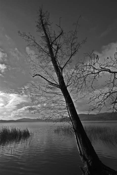 Free Images Sea Tree Water Nature Horizon Branch Cloud Black