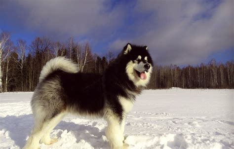 Wallpaper Winter Snow Dog Alaskan Malamute Yakut Malamutes Snow