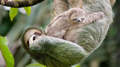 Why Do Sloths Move So Slowly Bbc Future