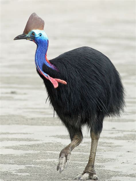 This Dude Looks Like Hes A Cousin To The Ostrich Animaux Et Oiseaux