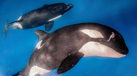 Although they have an average body temperature between 36 to 38 °c (97 to 100 °f), they also have a thick layer of blubber that acts as. A Pod Of Orcas Is Now Launching Coordinated Attacks On ...