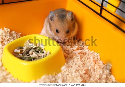 Cute Little Fluffy Hamster Eating Cage Stock Photo 1961194903