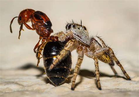 What do zebra jumping spiders eat? What Do Jumping Spiders Eat? - Welcome