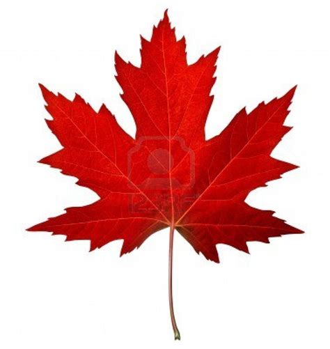 Red Maple Leaf As An Autumn Symbol As A Seasonal Themed Concept