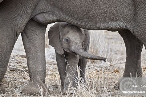 African Elephant Loxodonta Africana Juvenile Stock Photo