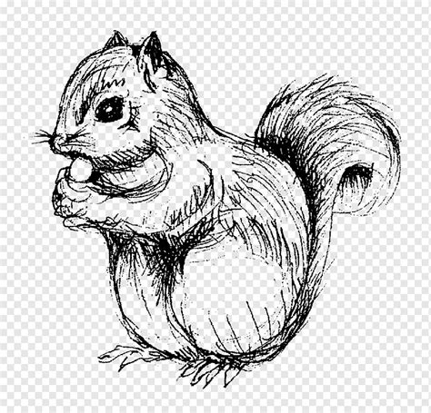 Squirrel Chipmunk Drawing Line Art Sketch Squirrel Mammal Animals