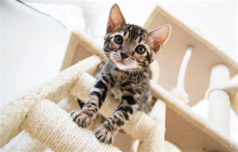 Bengal Cat Price Guide How Much Do Bengals Really Cost