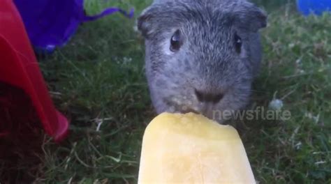 The range of the temperatures that guinea pigs can tolerate is not that wide. Guinea pig eats ice lolly to stay cool - Weather & Nature ...