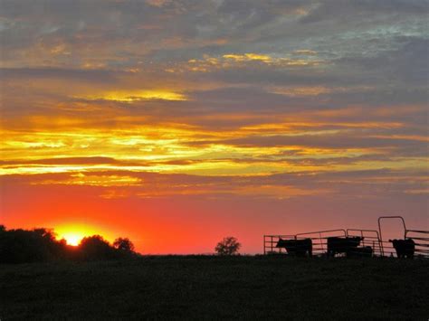 Cattle Sunset Sunset Farm Yard Great Photos
