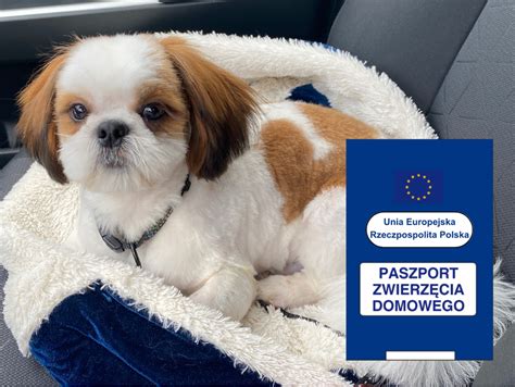 Paszporty dla zwierząt gdzie we Wrocławiu wyrobić paszport dla psa
