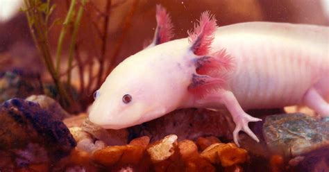 Scientists Salamander Dna Could Regenerate Human Body Parts