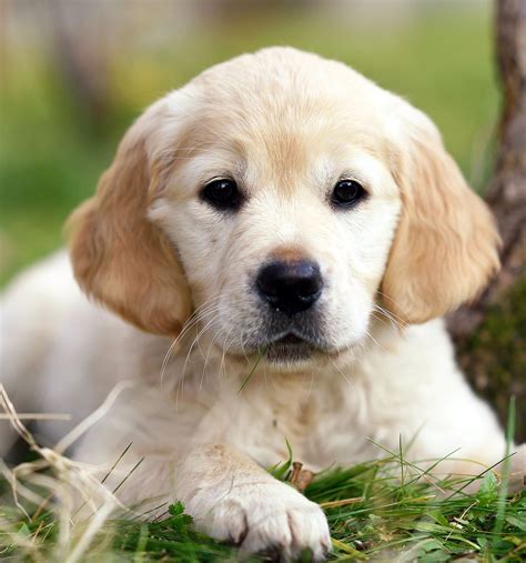 Golden Retriever Welpen