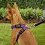 EzyDog Chest Plate Dog Harness Purple Small  Chewycom