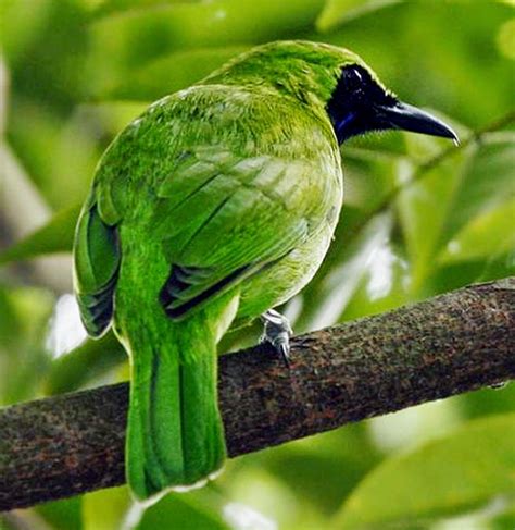 Foto burung cucak ijo mati. Foto Burung cucak ijo / Greater Green Leafbird | Burung ...