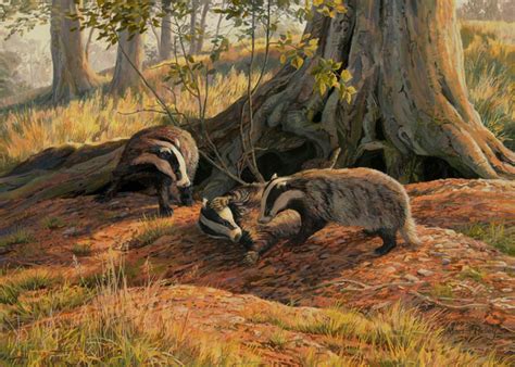 Badger Prints Wildlife Art Print Of Playing Badgers