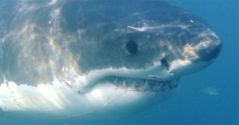 Riesiger Weißer Hai Im Netz Snat