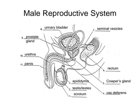 Solution Human Reproductive System Studypool