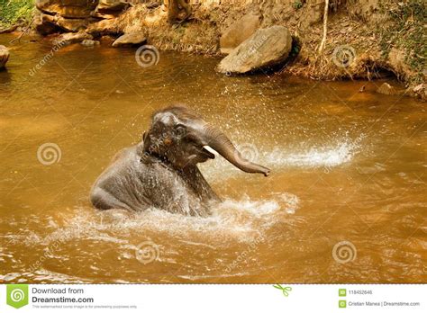 Assuring them the best of parental care. Baby Elephant Bathing In The River - Thailand-2 Stock ...