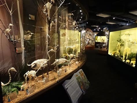 Skeletons Museum Of Osteology Orlando Clio