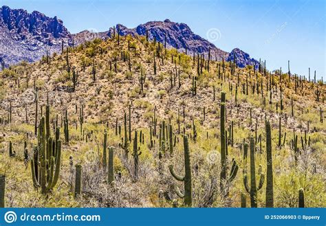 Mountain Saguaro Blooming Cactus Sonora Desert Muesum Tucson Arizona