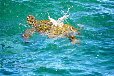 Honu Hawaiian Green Sea Turtle Photograph By Lehua Pekelo