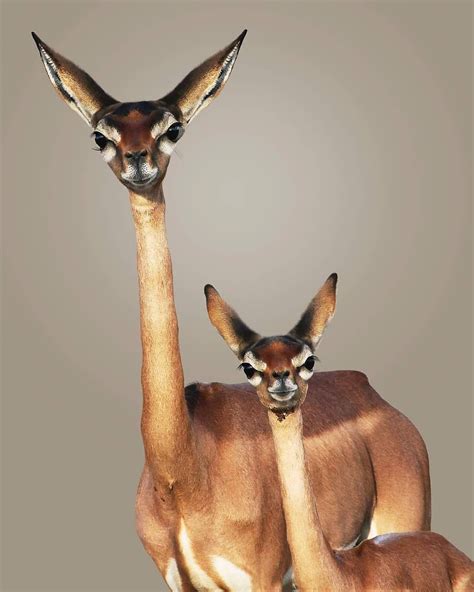 African Animals On Instagram Beautiful Gerenuks 😍 ⁣⁣ ⁣⁣ 📷 Beautiful
