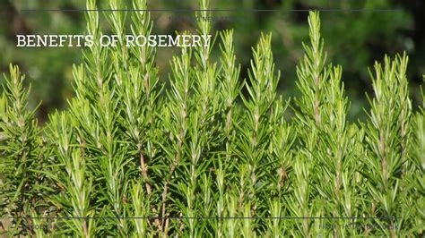 8 Benefits Of Rosemary You Should Know Rosemary Uses And Benefits