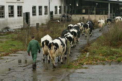 Polish Dairy Sector Back In Business Dairy Global