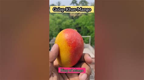 Golap Khas Mango🍋 King Of Mango Village Unique Fruits Shorts