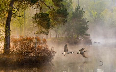 Wallpaper Morning Forest Trees Ducks Lake Fog 1920x1440 Hd Picture