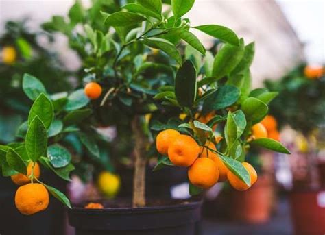 Calamondin Orange Citrus X Microcarpa And These Other Plants Are The