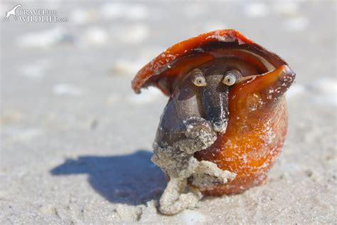 The Living Sea Shells A Photo Gallery Of Sanibel Island Seashore