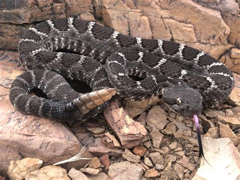 I Found This Arizona Black Rattlesnake With Gold Eyes Snakes